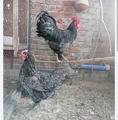 Grey austrolp or splash austrolp Golden misri mix colour chicks