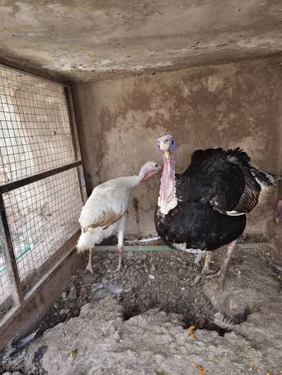 Breeder turkey pair
