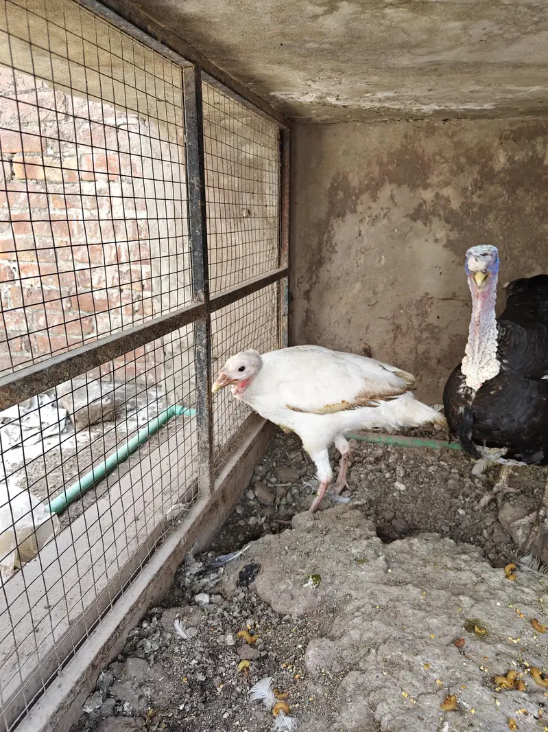 Breeder turkey pair — photo 2