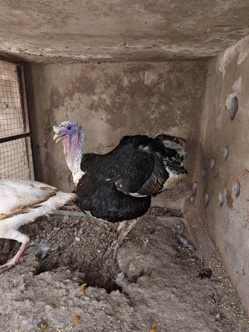 Breeder turkey pair — photo 3