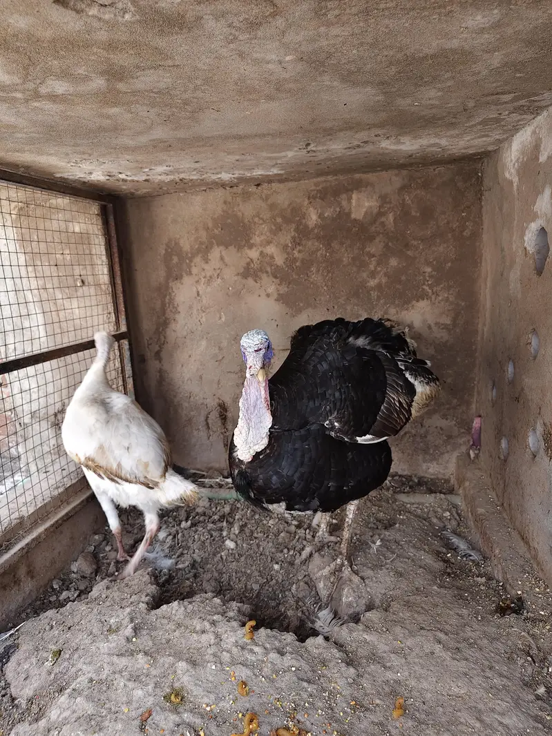 Breeder turkey pair — photo 4
