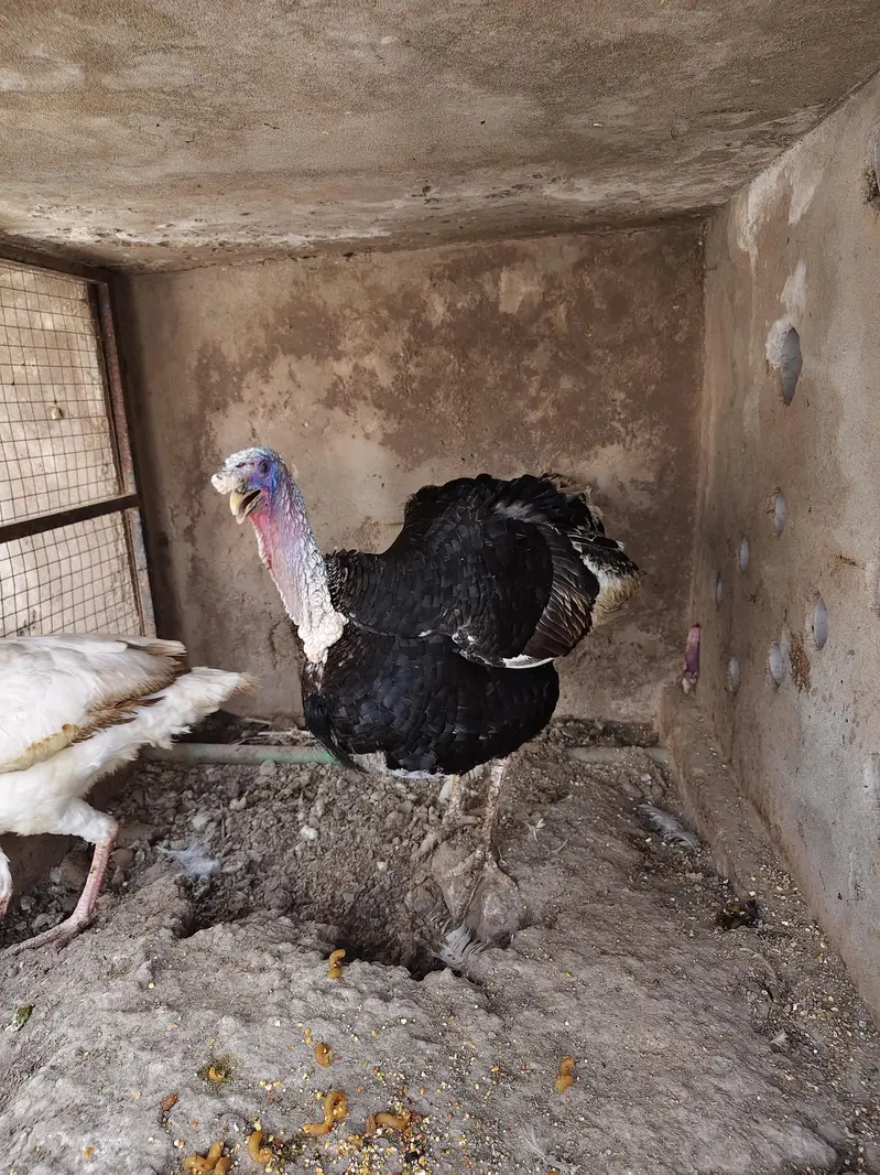 Breeder turkey pair — photo 5