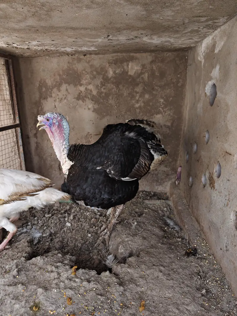 Breeder turkey pair — photo 6