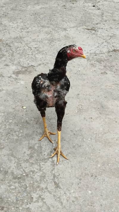 good and healthy condition brid