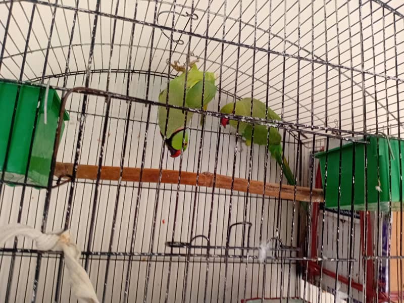 Parrots 0