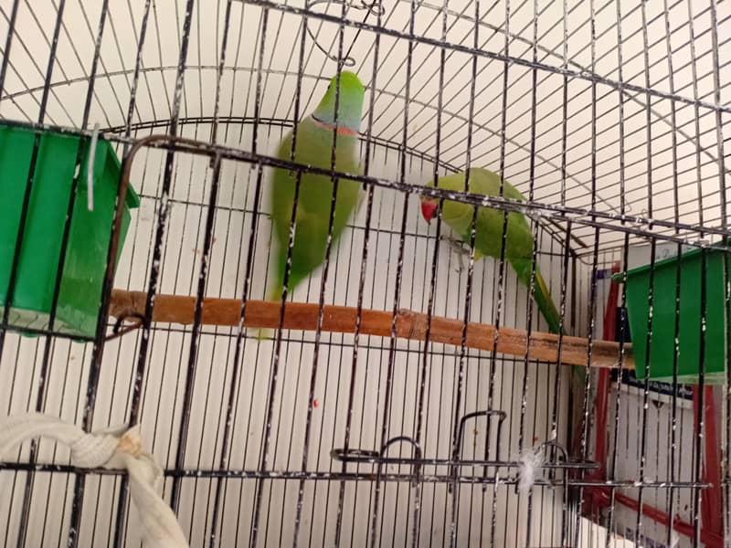 Parrots 1