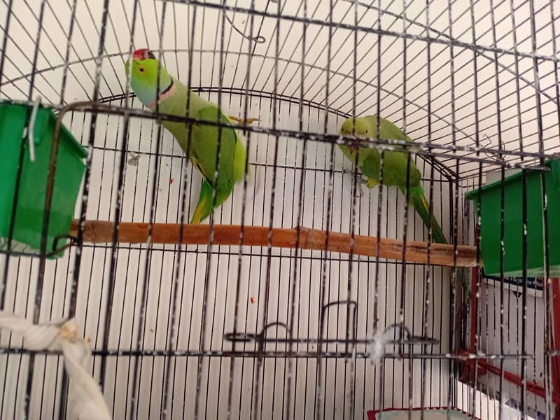 Parrots 2
