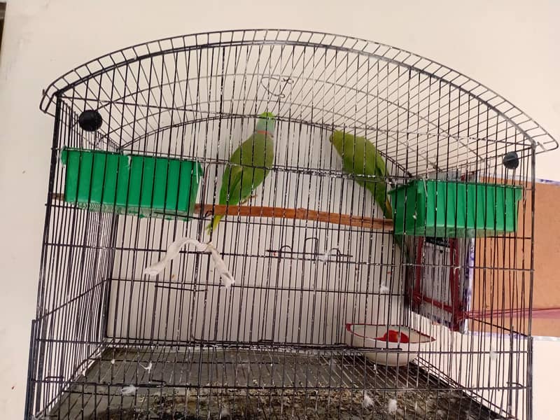 Parrots 3