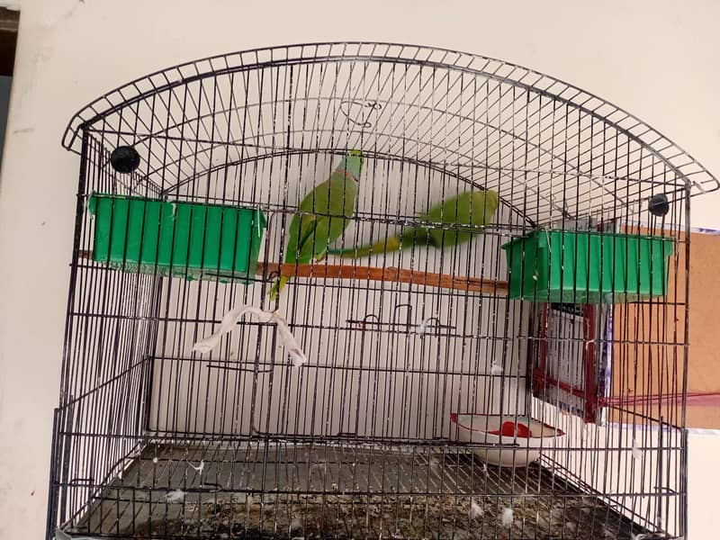 Parrots 4