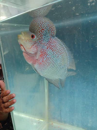 Flowerhorn Fish