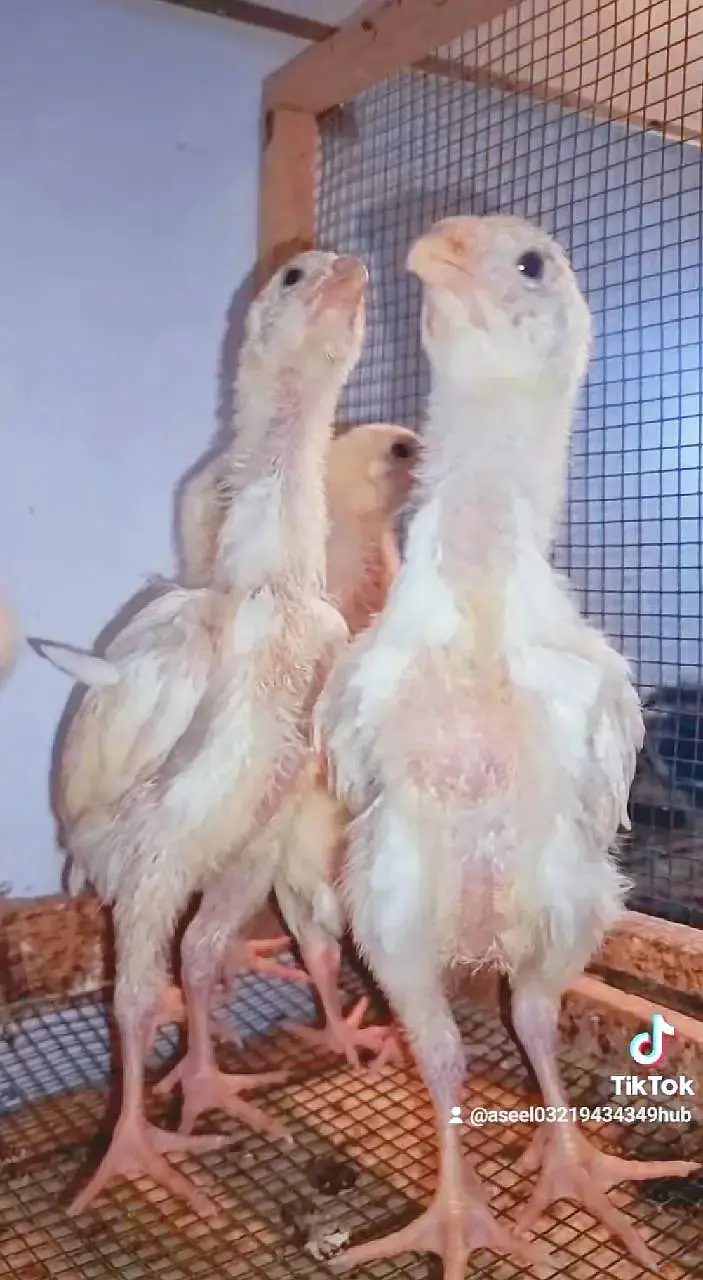 Aseel Shamo | White Shamo | White Thai | Dragon | Panus Pakoya Chicks — photo 3