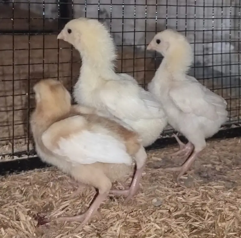 Aseel Shamo | White Shamo | White Thai | Dragon | Panus Pakoya Chicks — photo 4