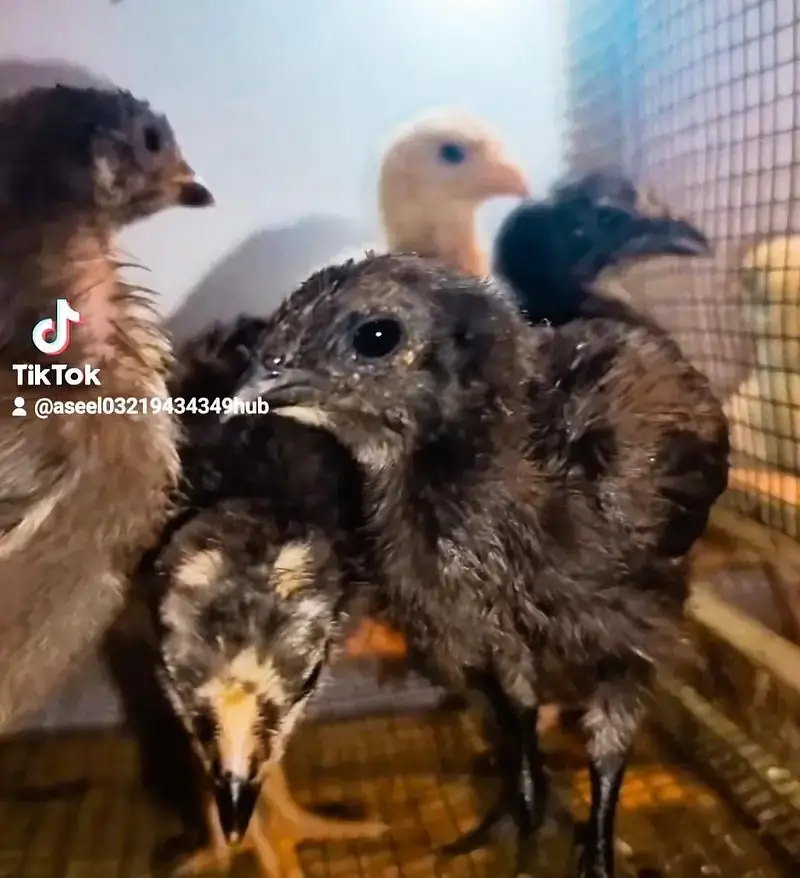 Aseel Shamo | White Shamo | White Thai | Dragon | Panus Pakoya Chicks — photo 5