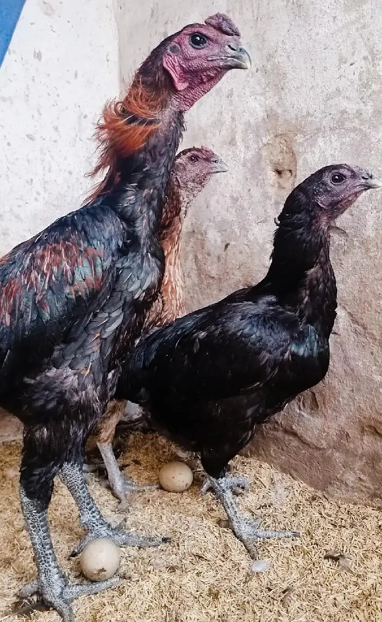 Aseel Shamo | White Shamo | White Thai | Dragon | Panus Pakoya Chicks — photo 11