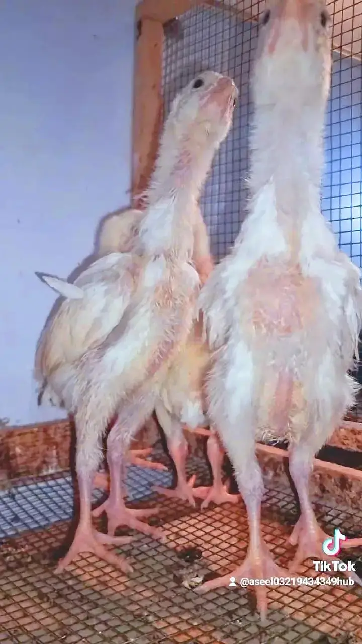 Aseel Shamo | White Shamo | White Thai | Dragon | Panus Pakoya Chicks — photo 2