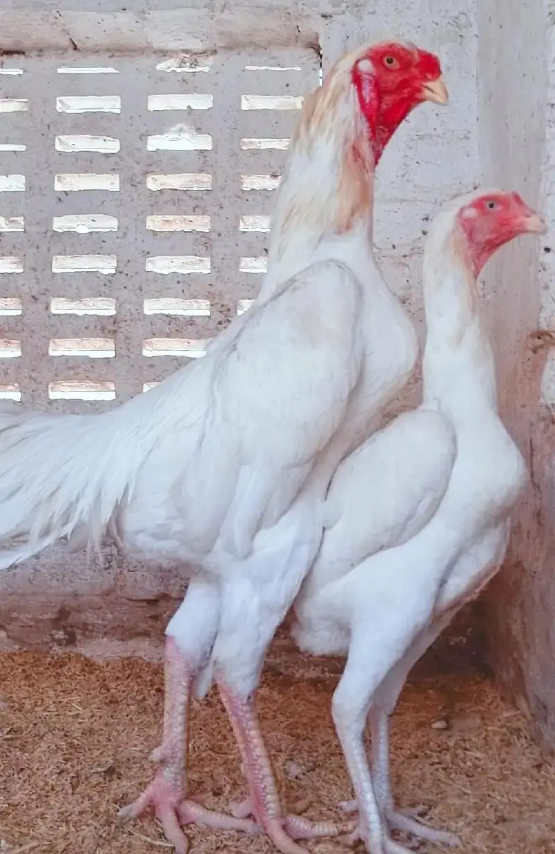 Aseel Shamo | White Shamo | White Thai | Dragon | Panus Pakoya Chicks — photo 10