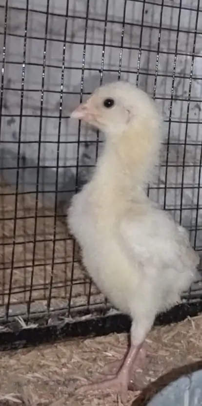Aseel Shamo | White Shamo | White Thai | Dragon | Panus Pakoya Chicks — photo 9