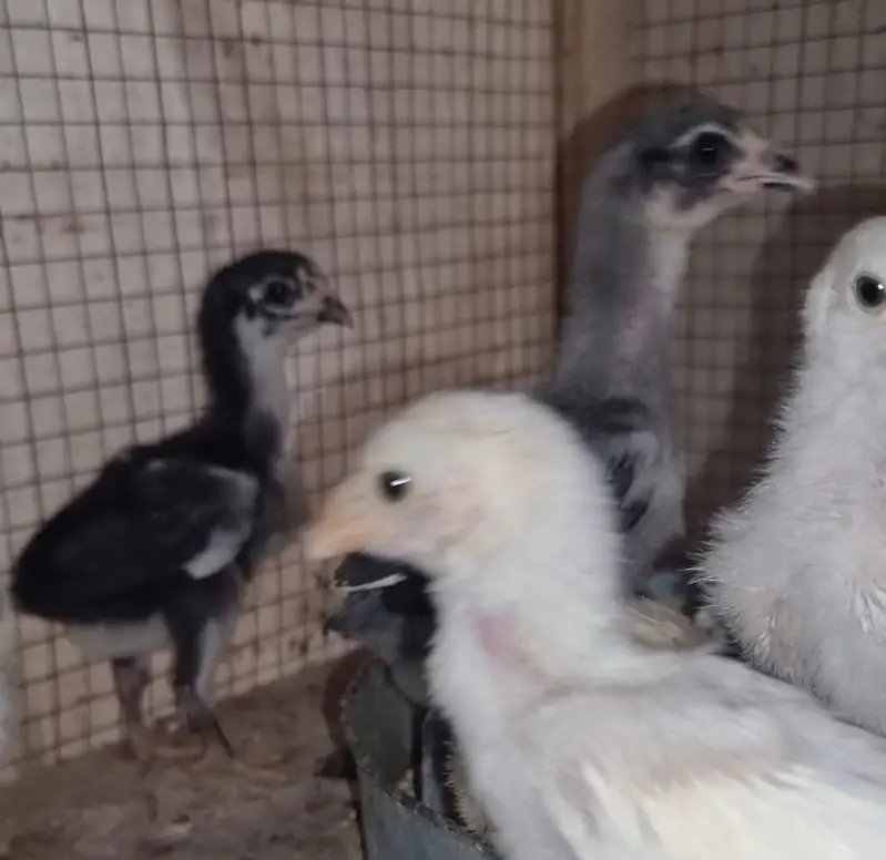 Aseel Shamo | White Shamo | White Thai | Dragon | Panus Pakoya Chicks — photo 11