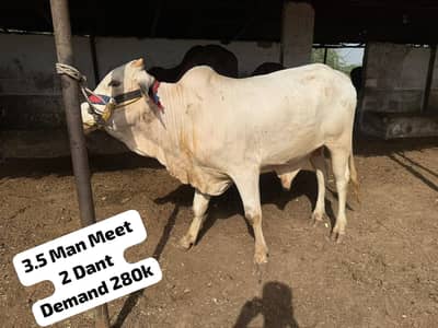 Bull / Bachra / Wacha / Desi bachre / Qurbani ka janwar /Qurbani 2026