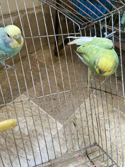 Love birds Buggies Coctail