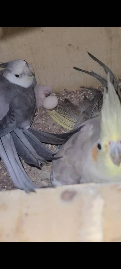 charcoal with fawn female cocktail pair for sale