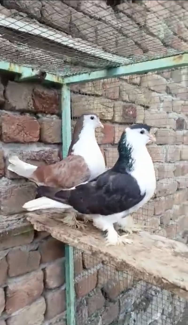 Fancy Pairs 10