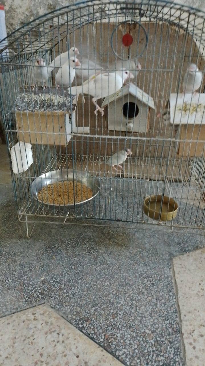 Java Sparrows - Java Finches 0