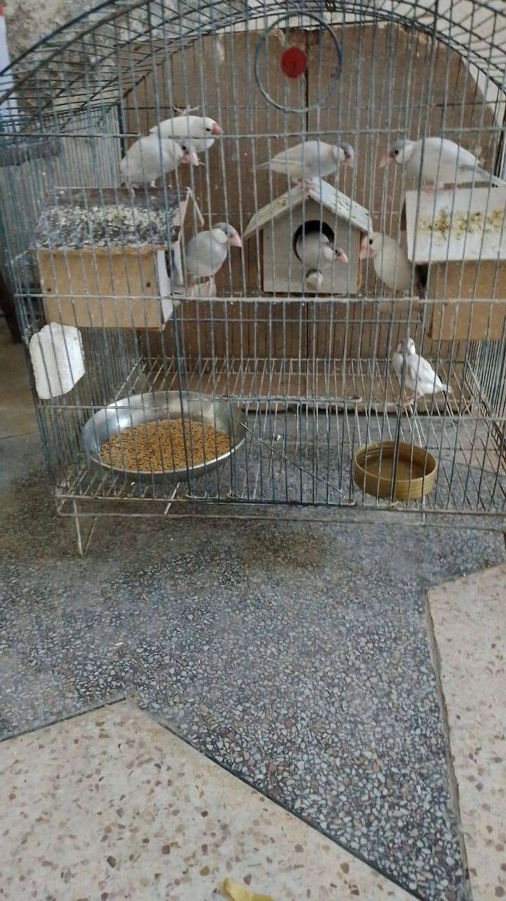 Java Sparrows - Java Finches 1