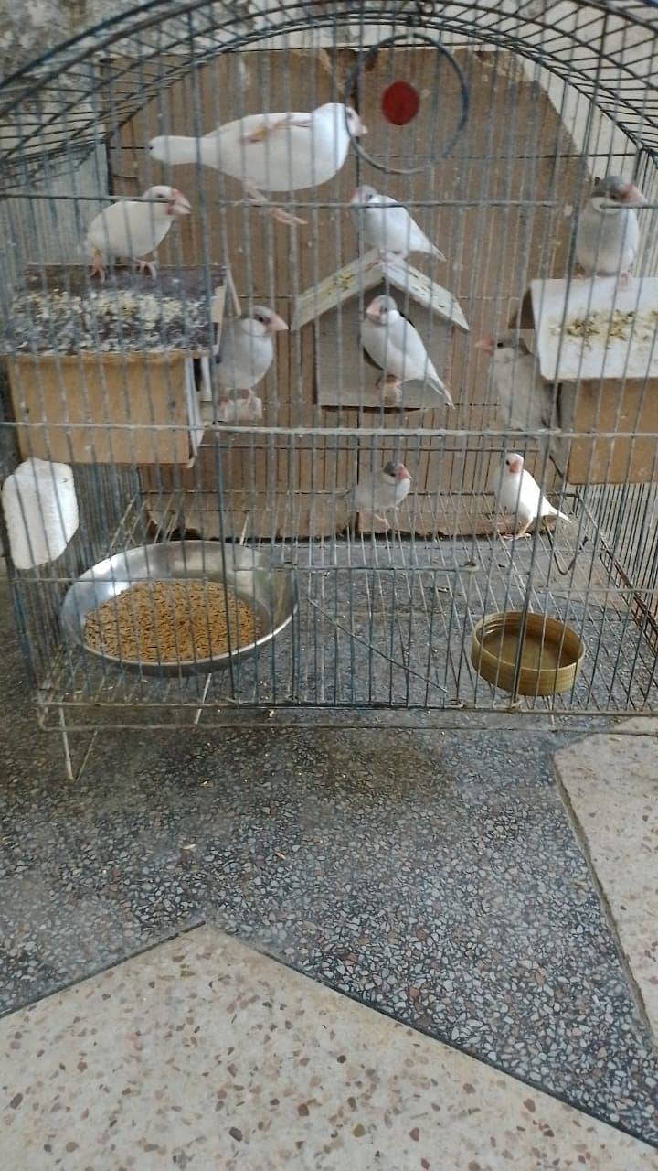 Java Sparrows - Java Finches 2