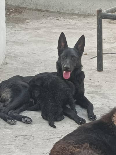black German Shepherd/German Shepherd puppies/GST