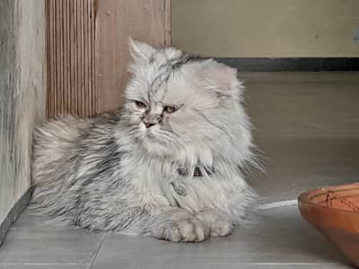 Persian Cat