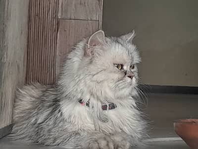 Persian triple coated