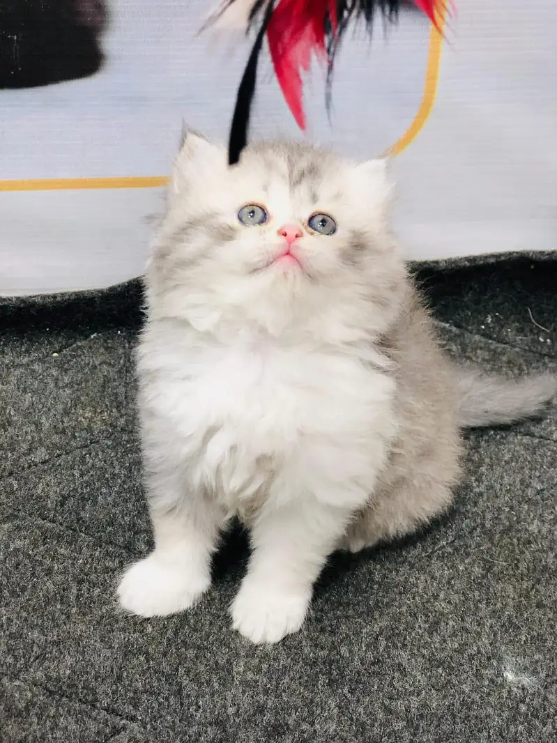 cash on deliveryPersian Punch face triple coat cat Kitten — photo 3