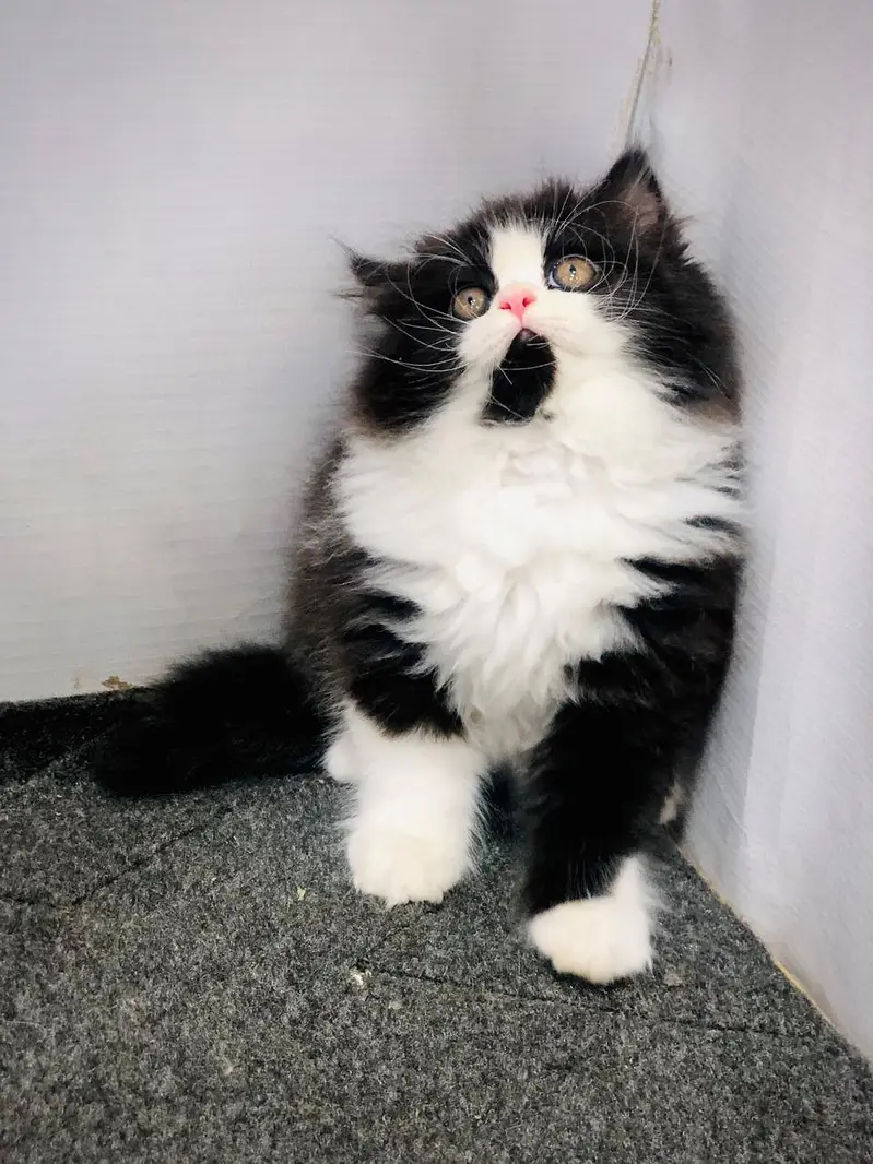 cash on deliveryPersian Punch face triple coat cat Kitten — photo 4
