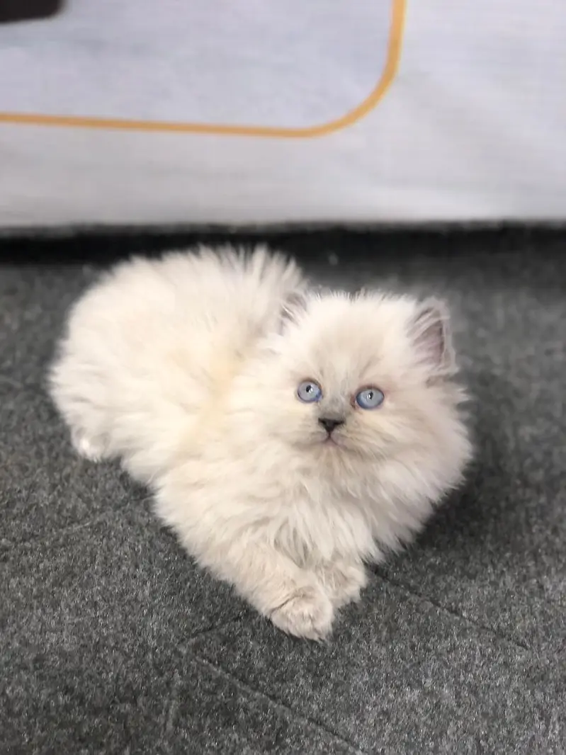 cash on deliveryPersian Punch face triple coat cat Kitten — photo 5
