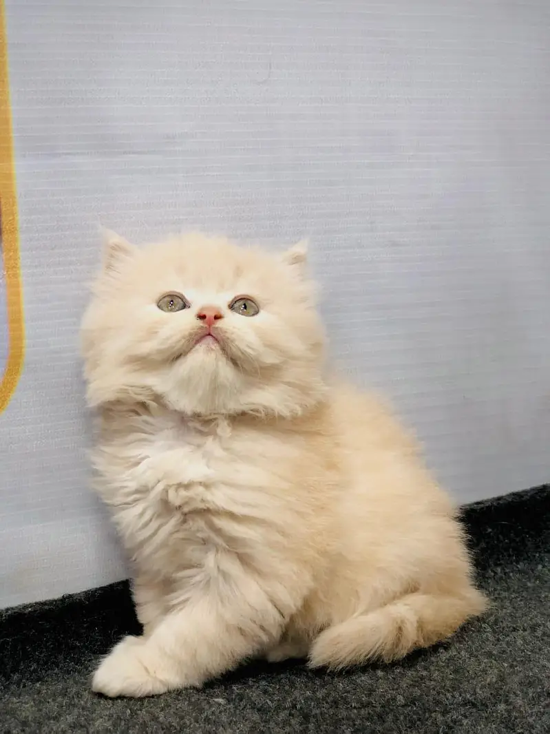 cash on deliveryPersian Punch face triple coat cat Kitten — photo 6