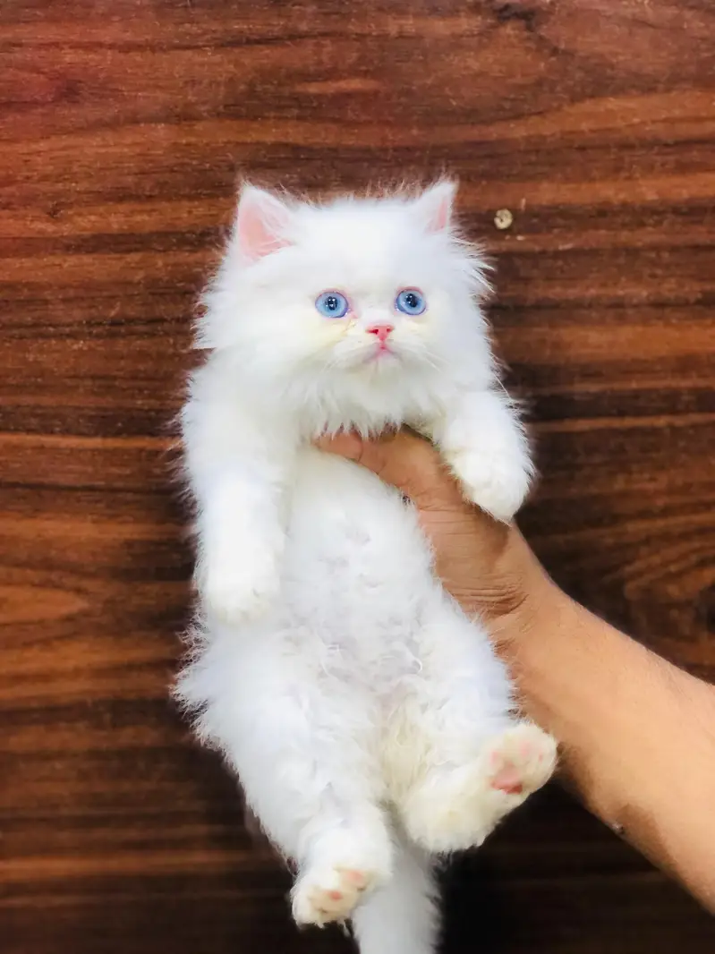 cash on deliveryPersian Punch face triple coat cat Kitten
