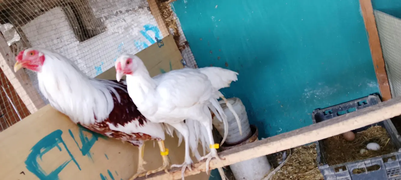 WYANDOTTE/SILKI/japanese/serama/KO SHAMO/Eggs/chick/serama/03162606360 — photo 2