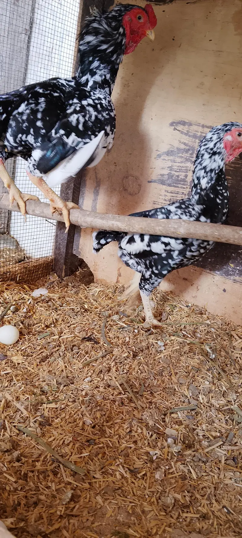 WYANDOTTE/SILKI/japanese/serama/KO SHAMO/Eggs/chick/serama/03162606360 — photo 4