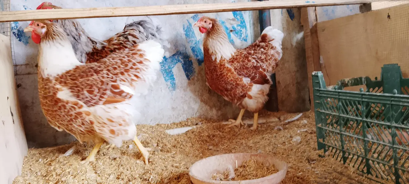WYANDOTTE/SILKI/japanese/serama/KO SHAMO/Eggs/chick/serama/03162606360 — photo 5