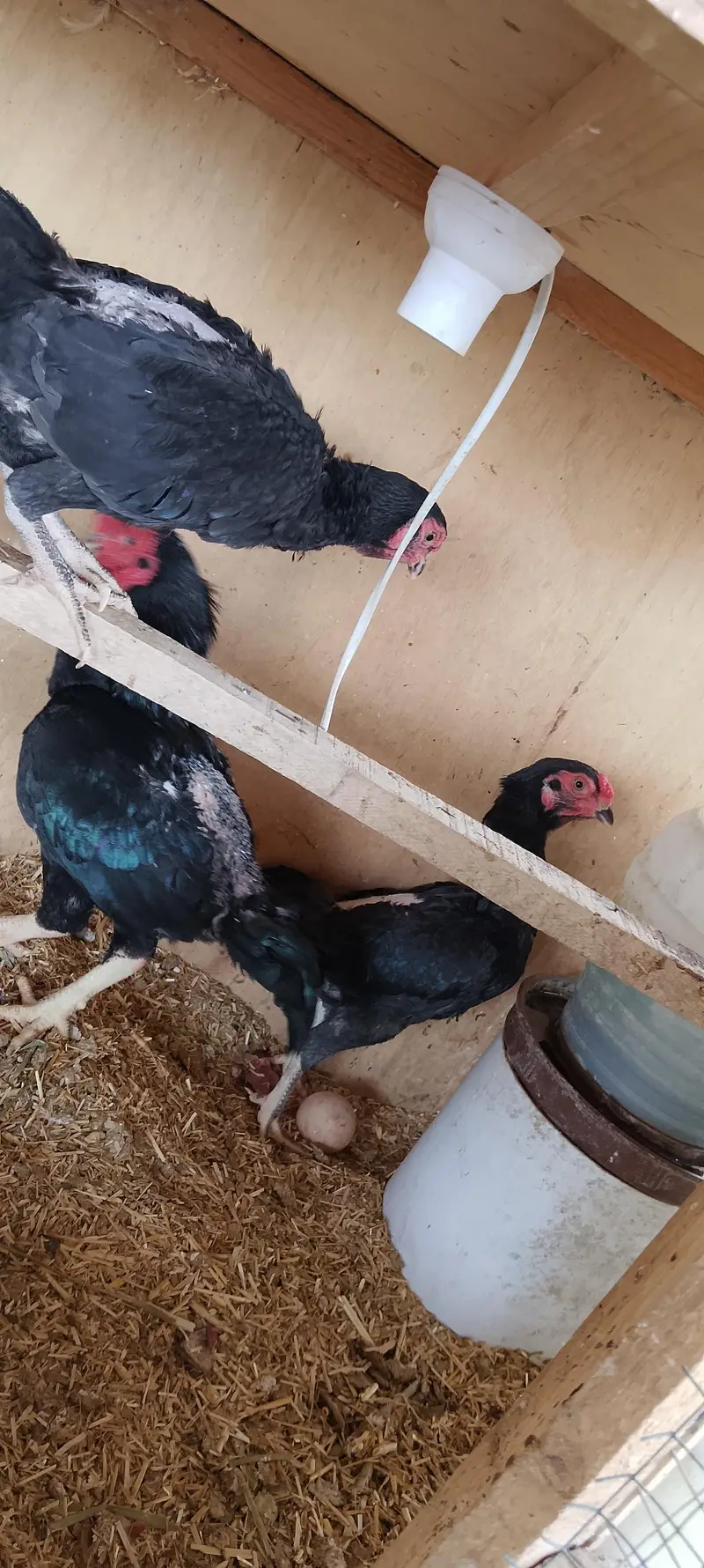 WYANDOTTE/SILKI/japanese/serama/KO SHAMO/Eggs/chick/serama/03162606360 — photo 6