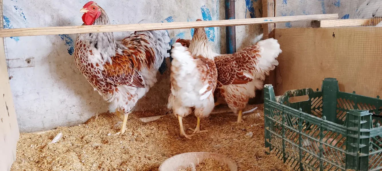 WYANDOTTE/SILKI/japanese/serama/KO SHAMO/Eggs/chick/serama/03162606360 — photo 7