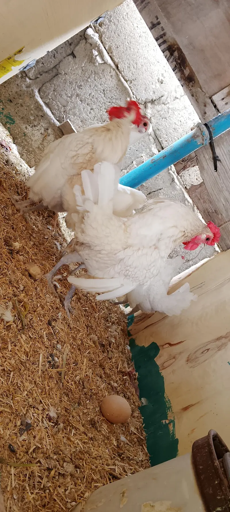 WYANDOTTE/SILKI/japanese/serama/KO SHAMO/Eggs/chick/serama/03162606360 — photo 8