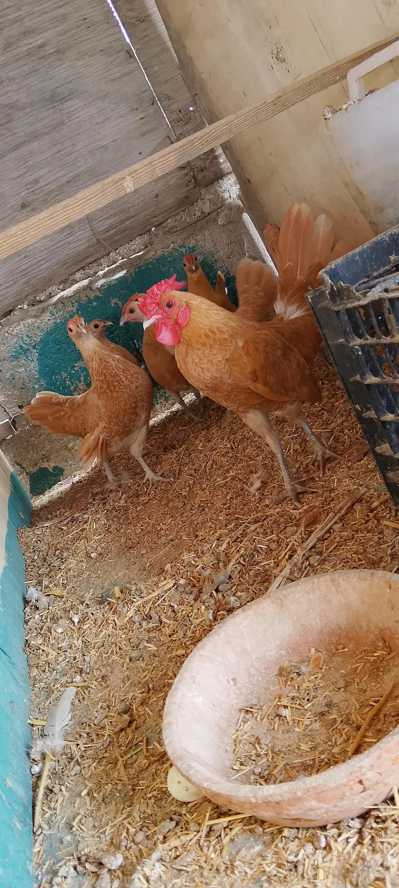 WYANDOTTE/SILKI/japanese/serama/KO SHAMO/Eggs/chick/serama/03162606360 — photo 9