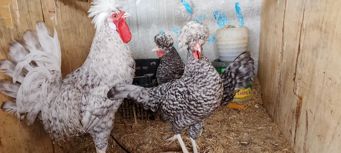WYANDOTTE/SILKI/japanese/serama/KO SHAMO/Eggs/chick/serama/03162606360 — photo 10