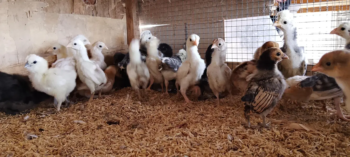 WYANDOTTE/SILKI/japanese/serama/KO SHAMO/Eggs/chick/serama/03162606360 — photo 11
