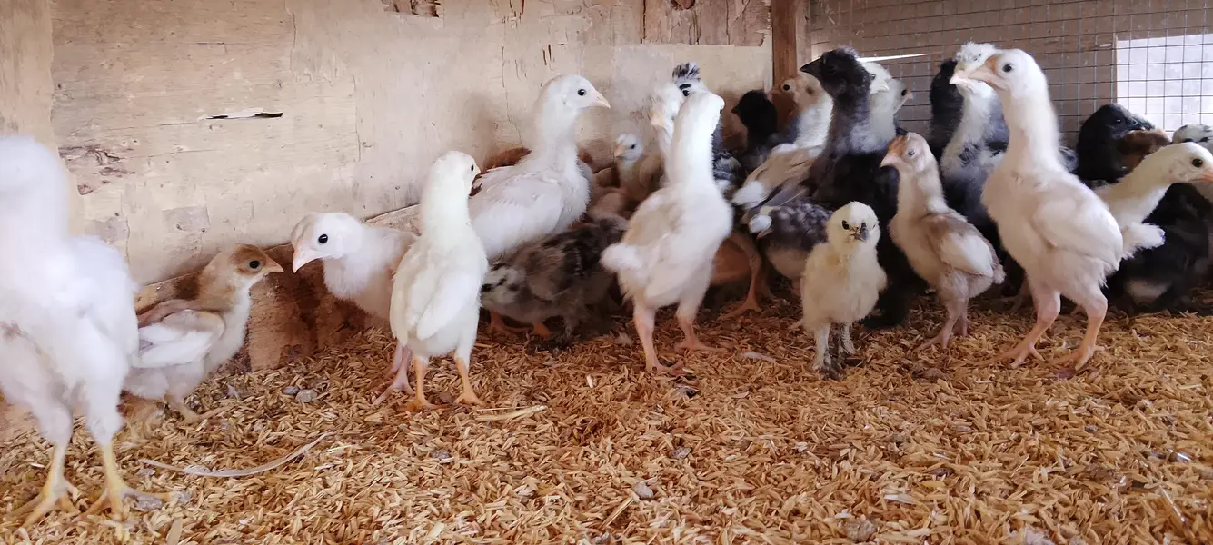 WYANDOTTE/SILKI/japanese/serama/KO SHAMO/Eggs/chick/serama/03162606360 — photo 12