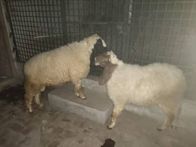 Desi 5 sheep heavyweight