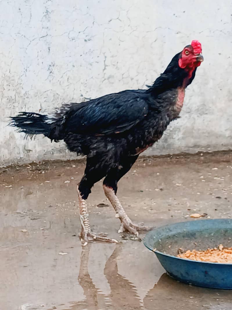 Amroha 1