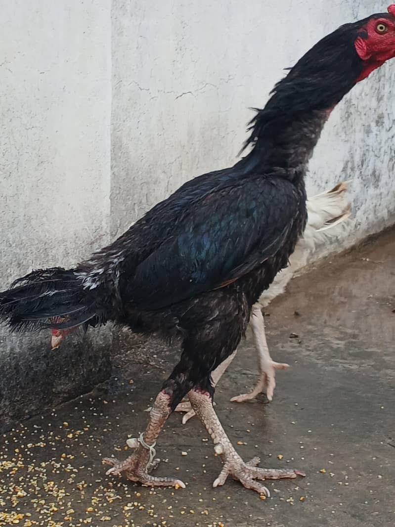 Amroha 2
